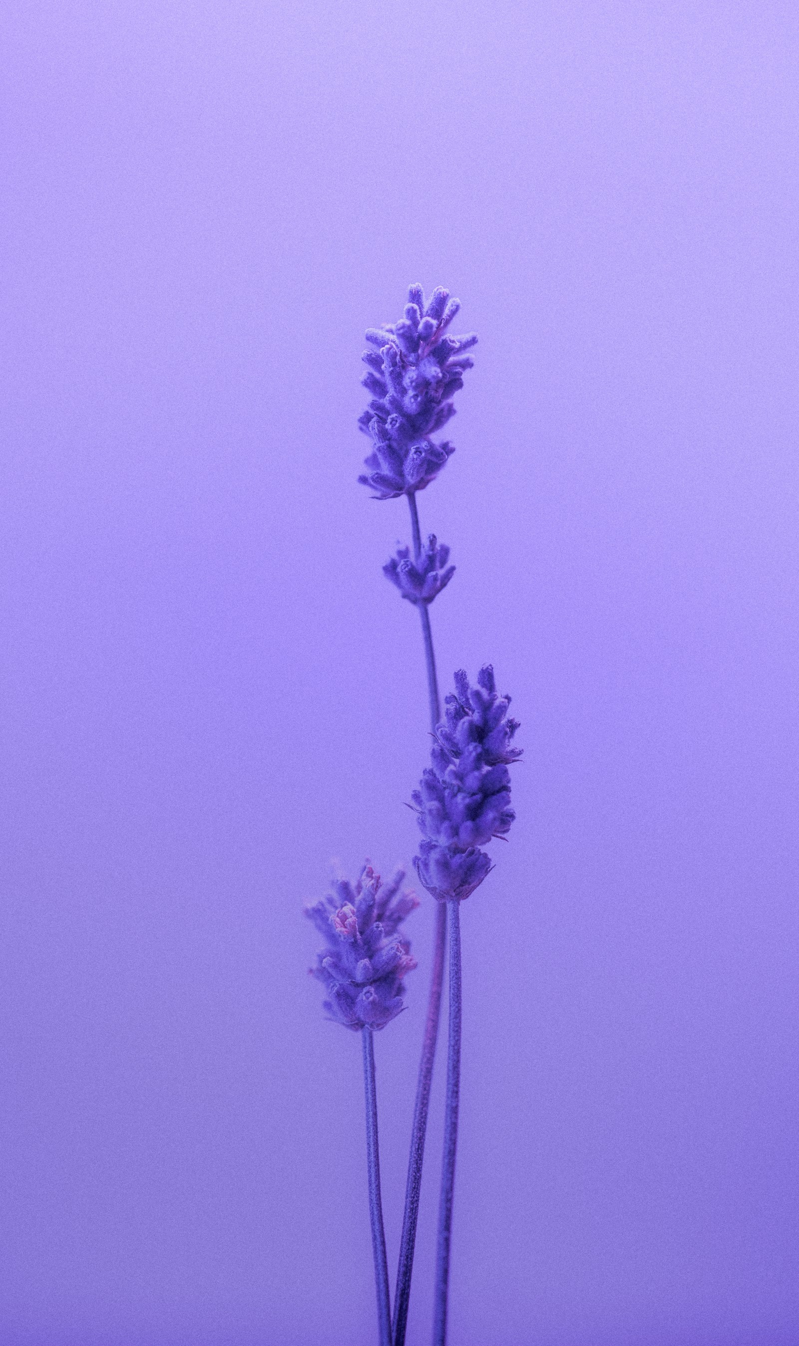 Lavendelblüten in sanftem violettem Licht